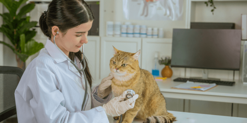 Become a vet specialising in feline care