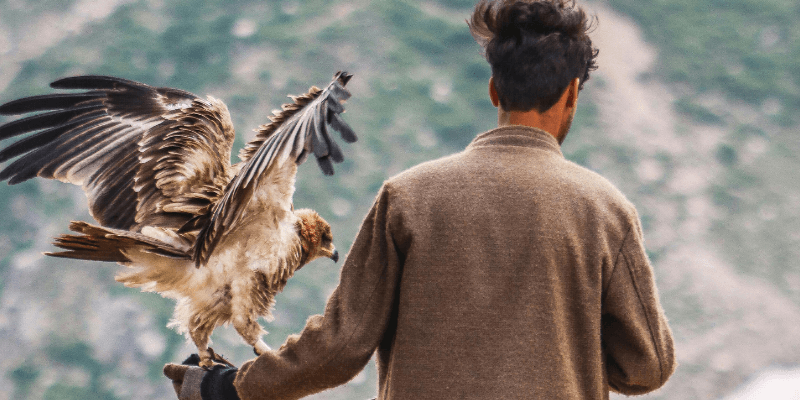 How to get birds of prey jobs