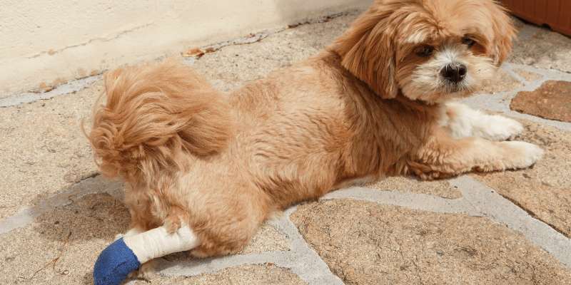 Treating a wound on a dog 