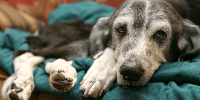 What to do: dog fitting and foaming at mouth