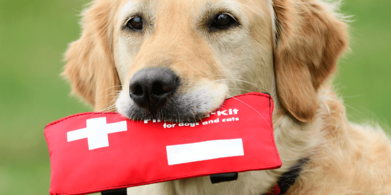 You can study first aid in dogs from home