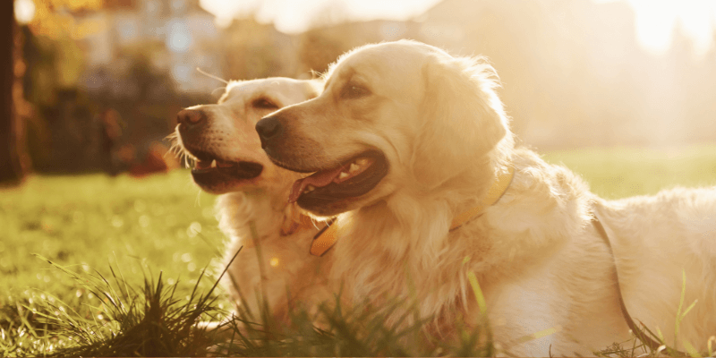 Find out how to keep dogs cool in summer