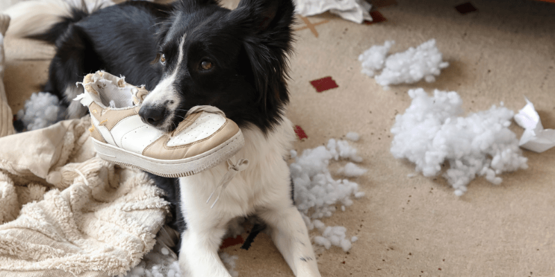 What to do if your dog is choking 