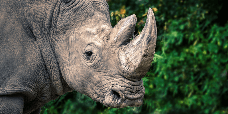 How can we protect rhinos?