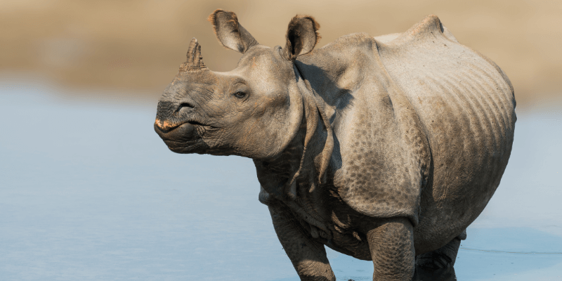 Can rhinos swim?