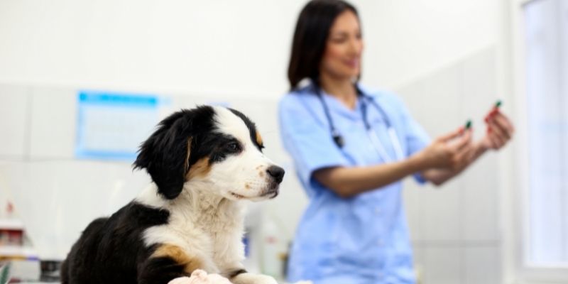 A Day in the Life of a Veterinary Receptionist