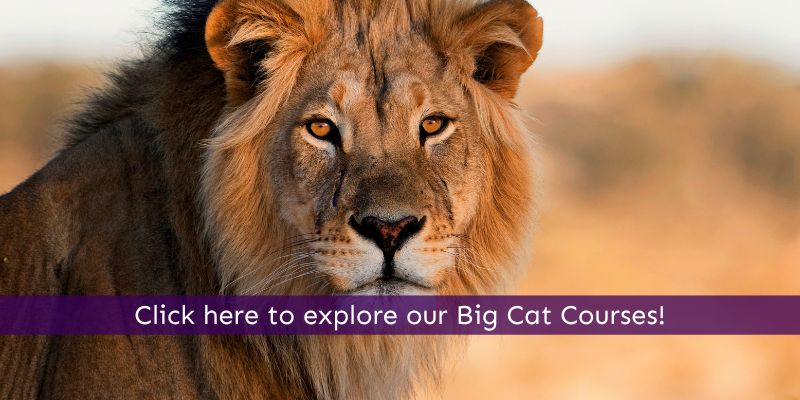 Study big cats online with Animal Courses Direct