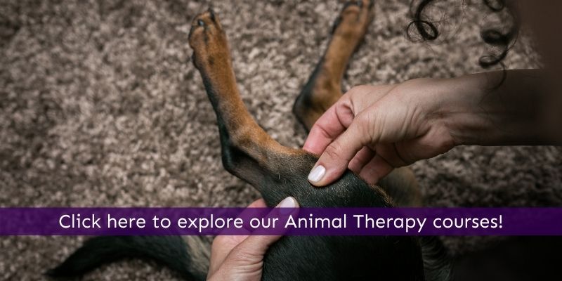 Study Animal Therapy Courses Online