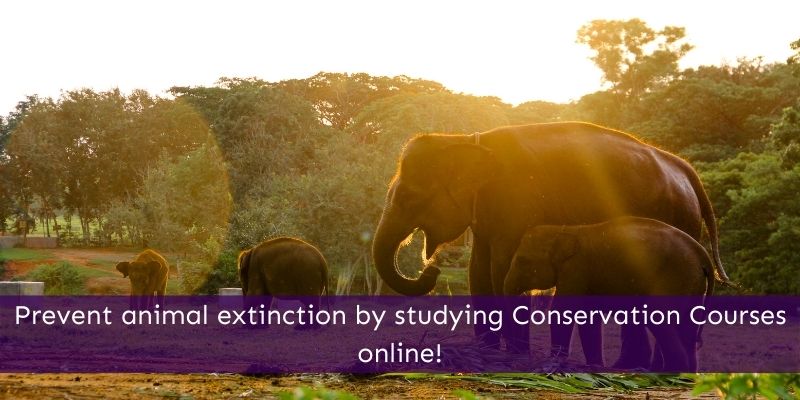 Prevent animal extinction by studying wildlife conservation online 