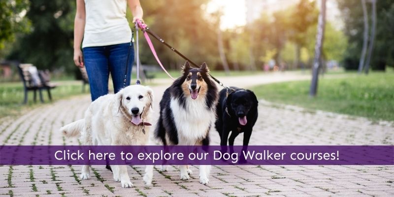 Become a dog walking professional