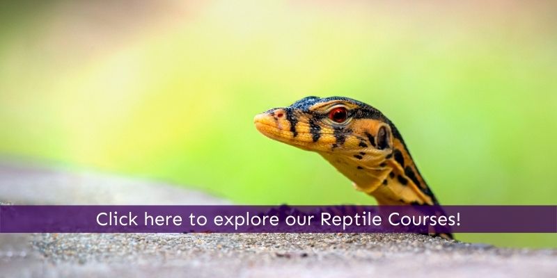 Study reptiles online and start a new career working with reptile species