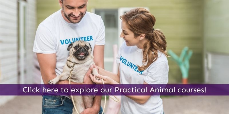 Get hands-on experience for your animal career