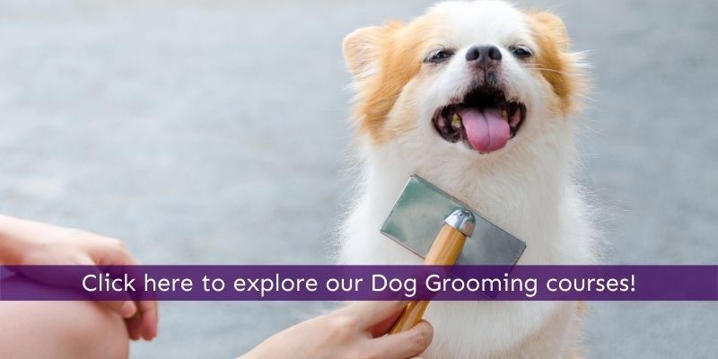 Learn how to groom a dog professionally online