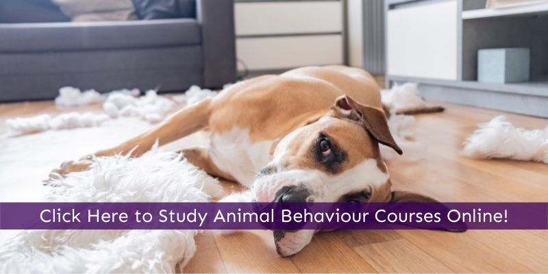 Study animal behaviour courses online
