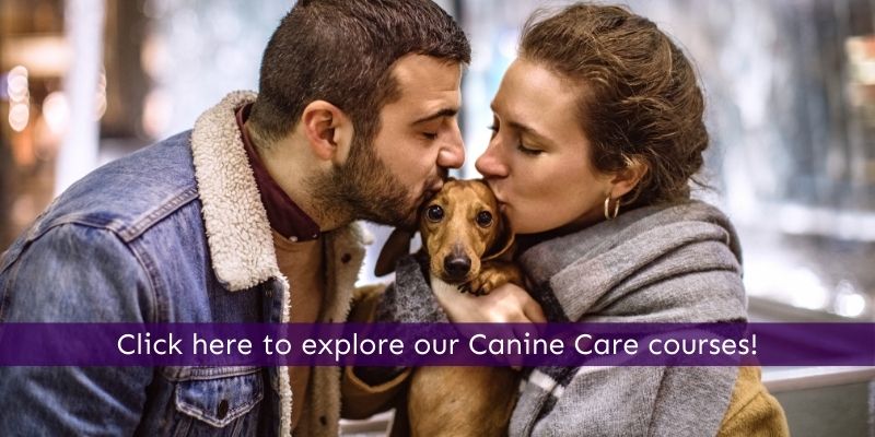 Learn more about canine care online
