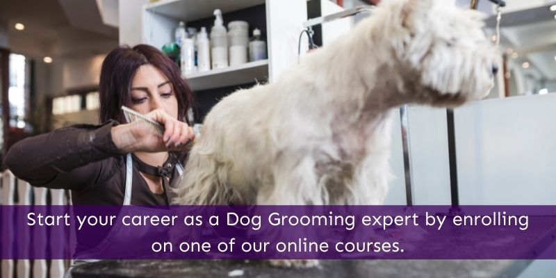 Dog Grooming Online Courses