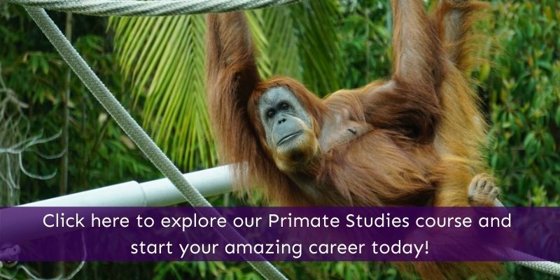 Primate Studies Animal Courses Direct
