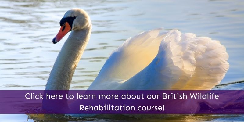 British Wildlife Rehabilitation Online Courses Animal Courses Direct