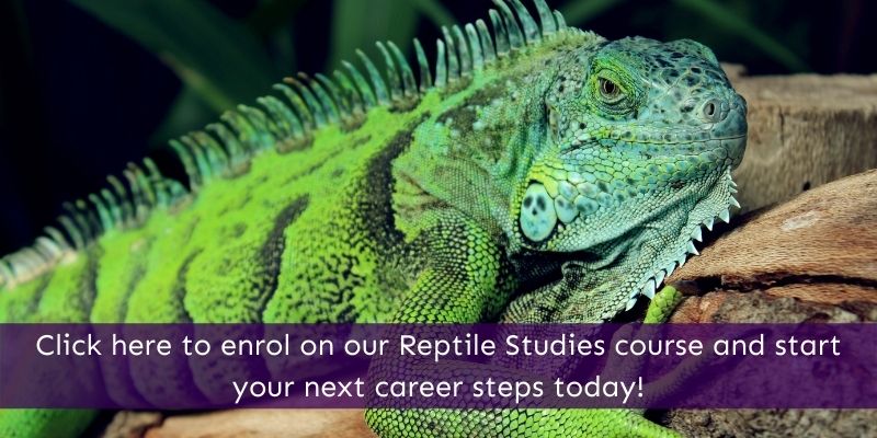 Reptile Studies Online Courses Animal Courses Direct