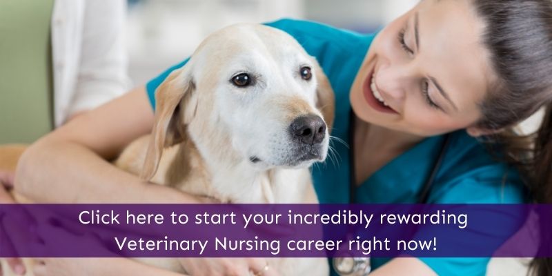 Veterinary Nursing Online Courses Animal Courses Direct