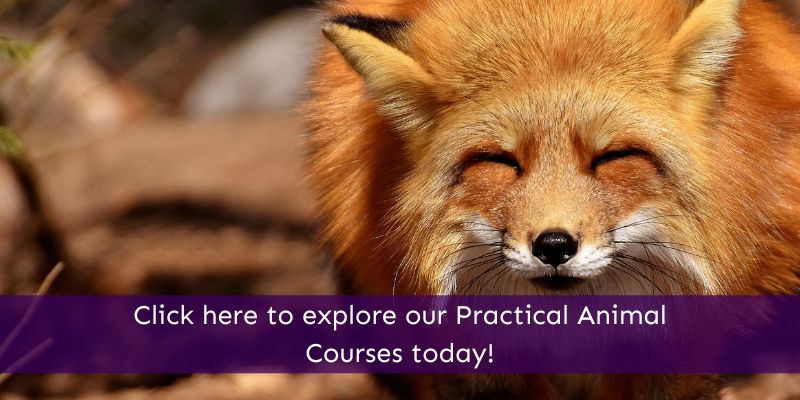 Online Practical Animal Courses Animal Courses Direct