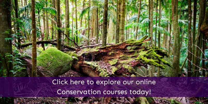 Online Conservation Courses Animal Courses Direct