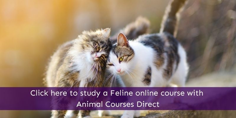Feline Courses Animal Courses Direct
