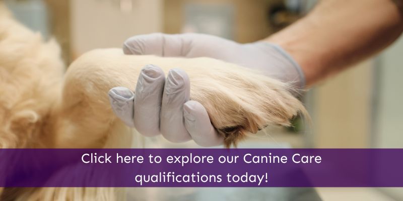 Canine Care qualification online courses Animal Courses Direct