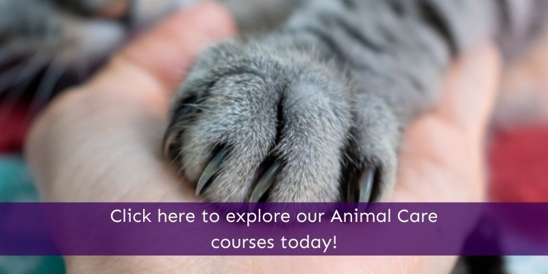 Animal Care Courses Animal Courses Direct
