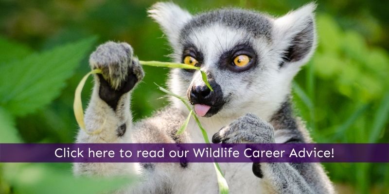 Read our wildlife career advice