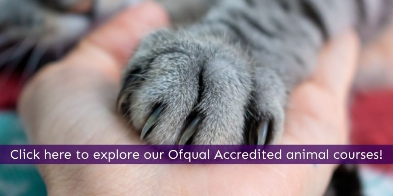 Get qualified for animal welfare and charity careers