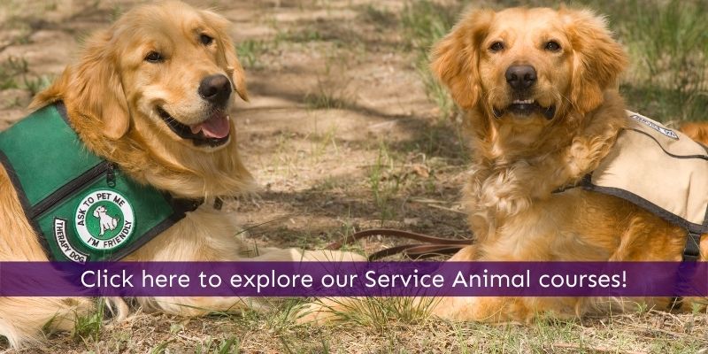 Train your dog to become a service animal