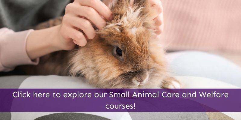 Study small animal care and welfare online