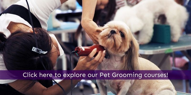 Become a pet groomer
