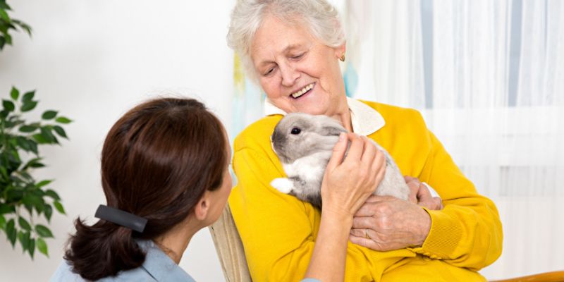 Animal Assisted Intervention with Rabbit