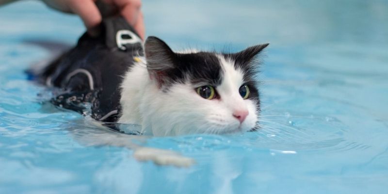 Animal Physiotherapy and Hydrotherapy Online Courses