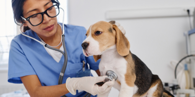 A female vet holding a stethoscope with a dog 