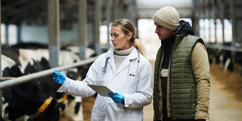 A livestock veterinarian talking to a farmer about his cows. 