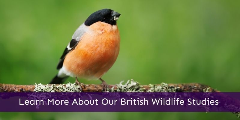 British Wildlife Courses