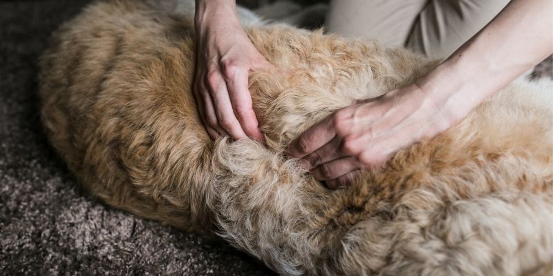 Canine Massage Courses Online for Dog Lovers