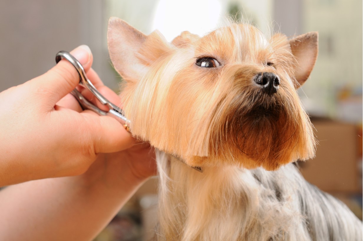a dog groomer clipping the fur of a yorkshire terriers face
