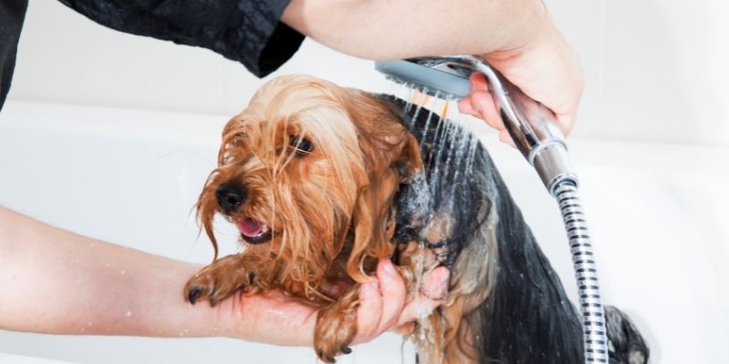How to become a Dog Groomer