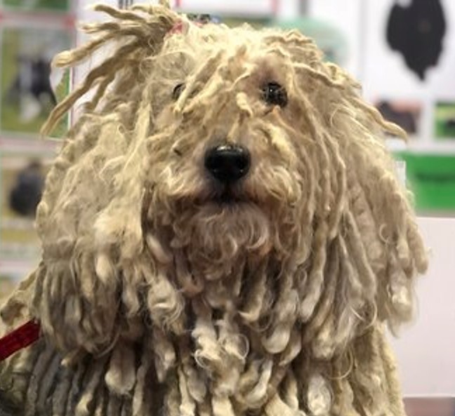 a very matted dog about to groomed