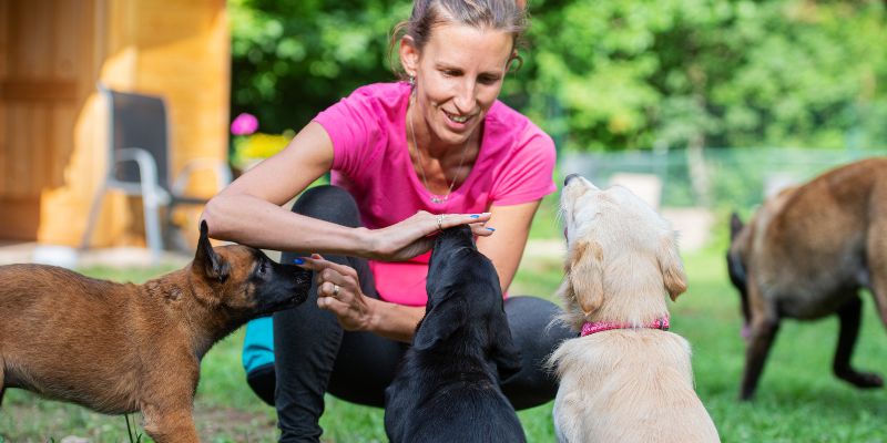 How To Earn More Money As A Canine Care Professional