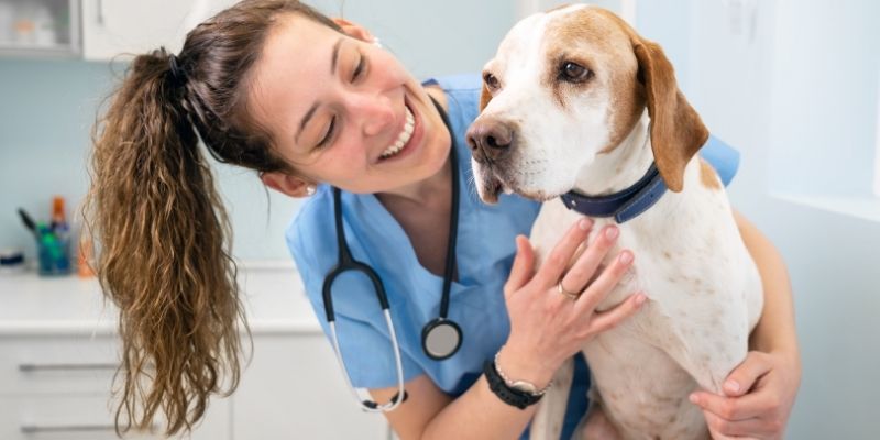 How to Become a Veterinary Nursing Assistant