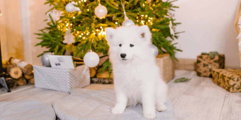 Keeping dogs calm at Christmas