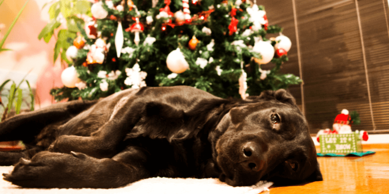 Helping Anxious Dogs at Christmas