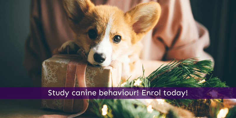 Study Canine Behaviour to Help Your Anxious Dog This Christmas