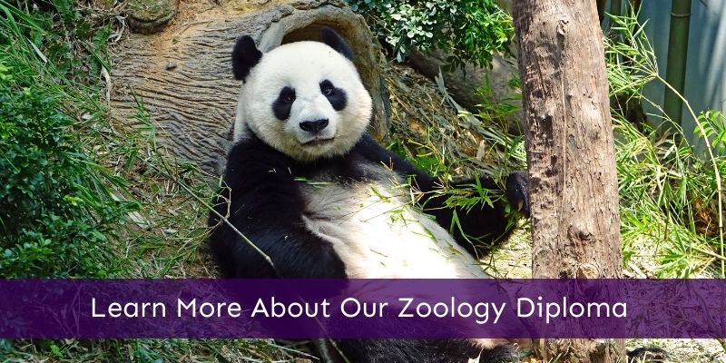 Zookeeping and Zoology online courses