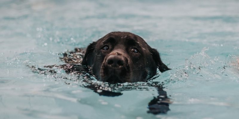 Hydrotherapy Online Canine Courses Animal Courses Direct